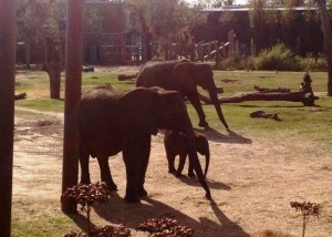 zoo2