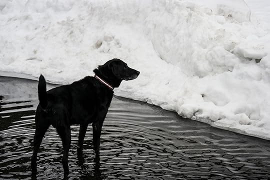 Roxie Ripples