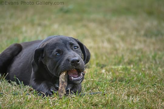 PupChewStick-Evans-Flickr