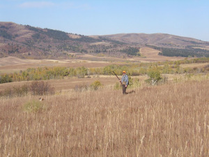Andy and Sunny hunt the rolling CRP fields in search of sharptails. 