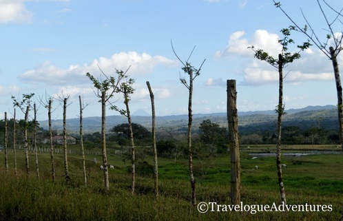 Area around Tenorio Volcano Picture