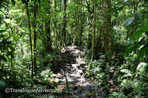 Trail Tenorio National Park Costa Rica Picture