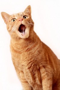 gähnende katze