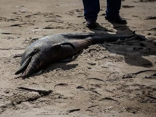 Scientists believe they've solved the mystery of Peru's dolphin deaths