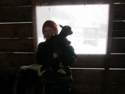 The weekend: Lambs born, pig killed. On it goes