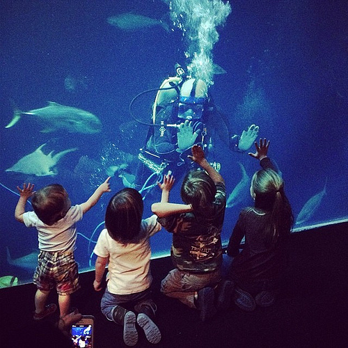 Diver in the tank at the aquarium. #aquarium