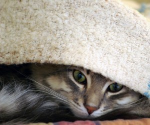 nervous_cat