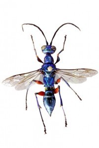 Ampulex compressa. Photo by K. Seltmann, via Creative Commons. Link: http://www.morphbank.net/?id=102143