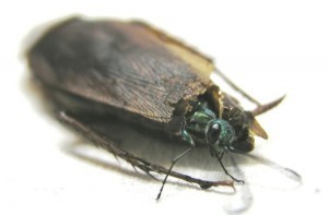 ampulex emerging