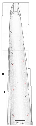 Portion of a wasp stinger. Red arrows mark touch-senstive bell-shaped bumps. Black arrows mark touch- and chemical-sensitive dome-shaped bumps. Gal et al PLOS One. http://www.plosone.org/article/info%3Adoi%2F10.1371%2Fjournal.pone.0089683