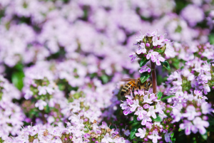 thyme with honey bee