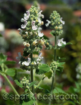 Fresh new buds, ready to be added to the Nip Reserves