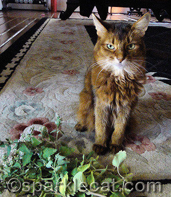 I am the new chair of the Nip Reserve!