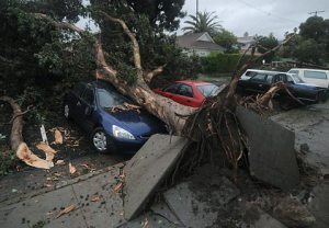Trees-Down