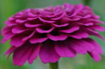 zinna