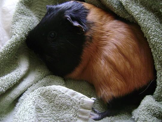 Rest in Peas Murderface, may this Oregon Trail funny tombstone tradition not disrespect your legacy.