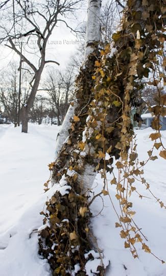 I photographed this Boston Ivy earlier this winter but now it looks like the prolonged cold is taking its toll.