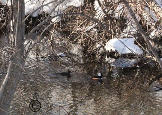 Female Hooded Merganser on left, male on right