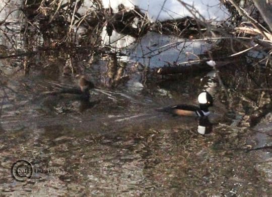 Fuzzy close up on the pair