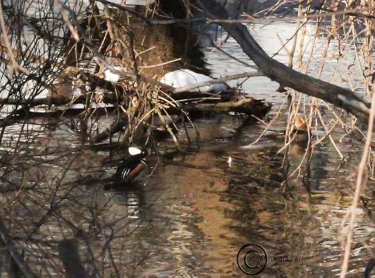 He was stretching his wings perched on an underwater branch while my dog was pulling me the other way so I kinda got the shot.
