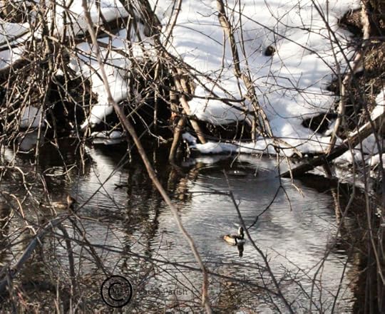 Hooded Merganser face forward2