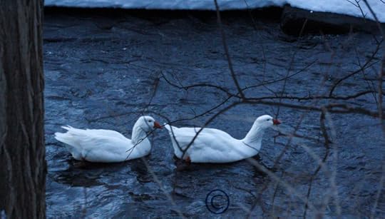 Pretty sure this triplet are the same from my earlier photos. The third one is behind the tree.