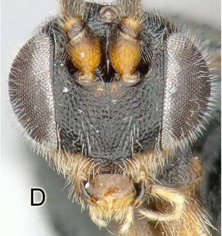 What a home invader looks like to a caterpillar