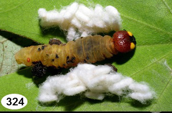 Caterpillar surrounded by cocoons of its parasites (Photo: Jose Fernandez Triana )