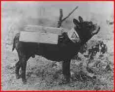 World War I YMCA cigarette dog