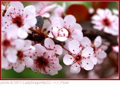 'Spring Refreshed' photo (c) 2011, LadyDragonflyCC - >;< - license: http://creativecommons.org/licenses/by/2.0/