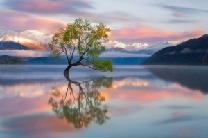 arbre-dans-lac-reflet-montagnes-enneigees-au-loin-ciel-bleu-et-nuages-roses-coucher-soleil-Karen-Plimmer