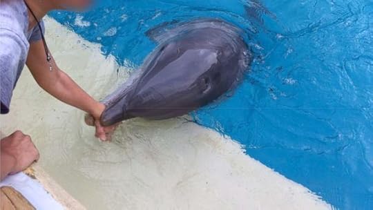 HT dolphin bite jef 140227 16x9 608 SeaWorld Dolphin Bites Girl, Prompts PETA Probe Request