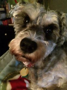 Shaggy Cutie