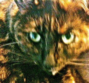 picture of a tortoisehell cat