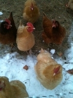 You never know what readers will take away from a book. And I'm startled by how many people love the chickens!  TGIF, Sarina