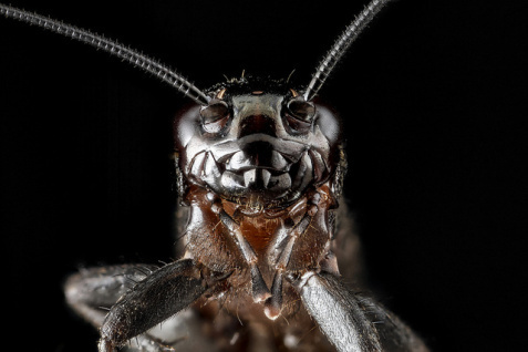 cricket