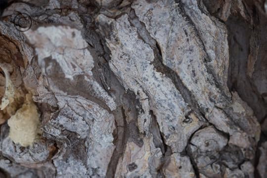 Hop Hornbeam bark zoom