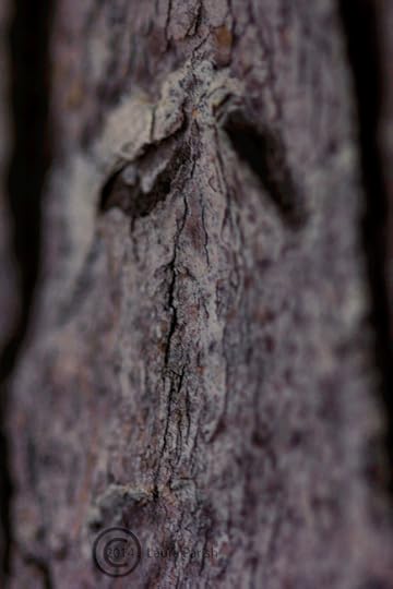 Old man winter bark layered