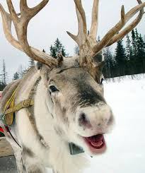 This is the happiest reindeer EVER! Don't kill him, Finland!
