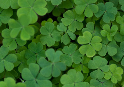 Shamrock