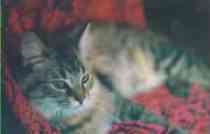 The Cave Cat Wednesday