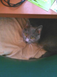 Katya inna Chair
