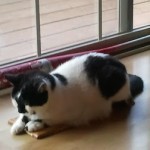 Lady Guinevere at her station