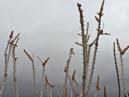 Octotillo buds set and bloom quickly once the plant soaks up rain.