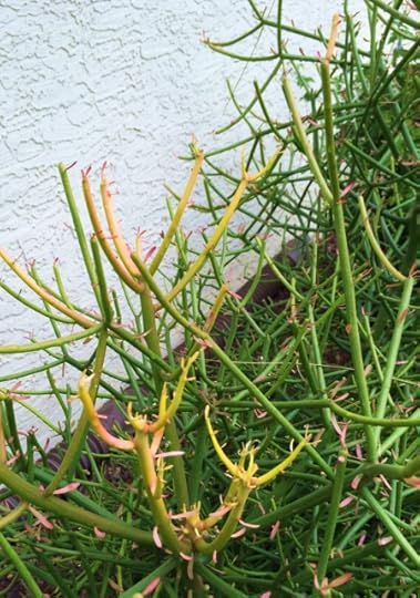 Pencil cactus in growth phase.