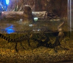 Baby alligators begging for a treat.