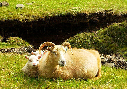 Icelandic-Sheep-20030608