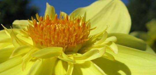 Dahlia_1470 by Rosa Say