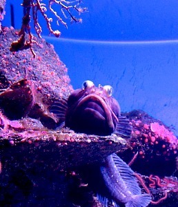 Unexpected Adventure - Carol Cox