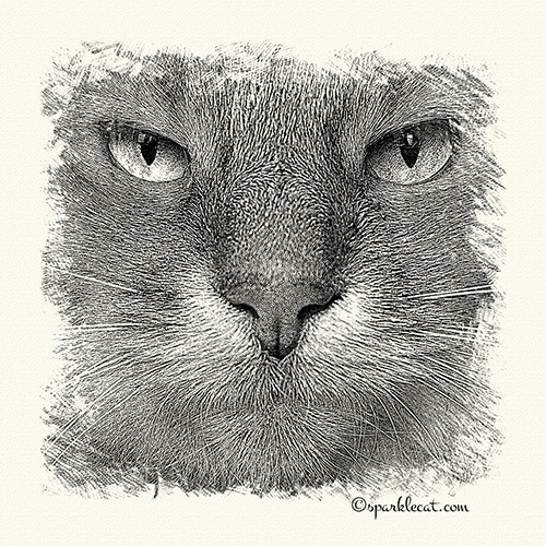 Expect to see some sketch items in my Zazzle shop soon!